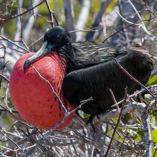 Galapagos - North Seymour - Frigatebird